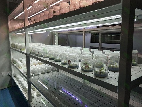 六合植物组织培养实验室设计建设方案